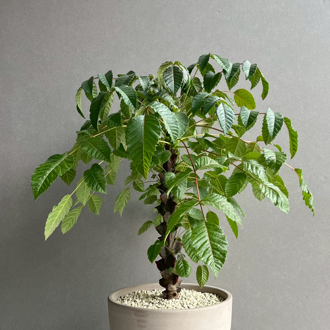 ベイセリア メキシカーナ｜希少な一属一種の塊根植物・独特な樹皮が