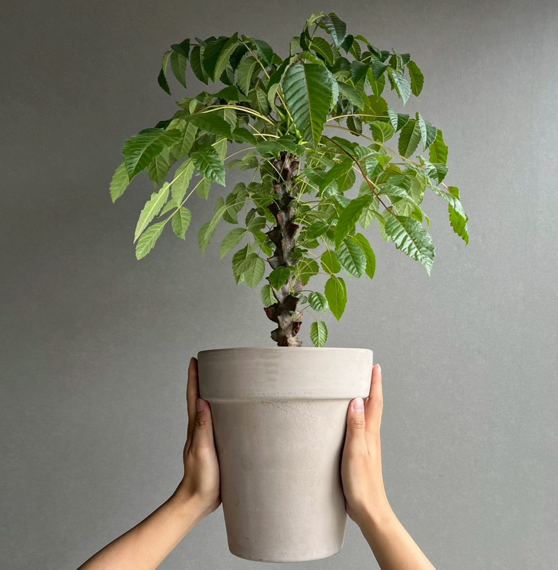ベイセリア メキシカーナ｜希少な一属一種の塊根植物・独特な樹皮が