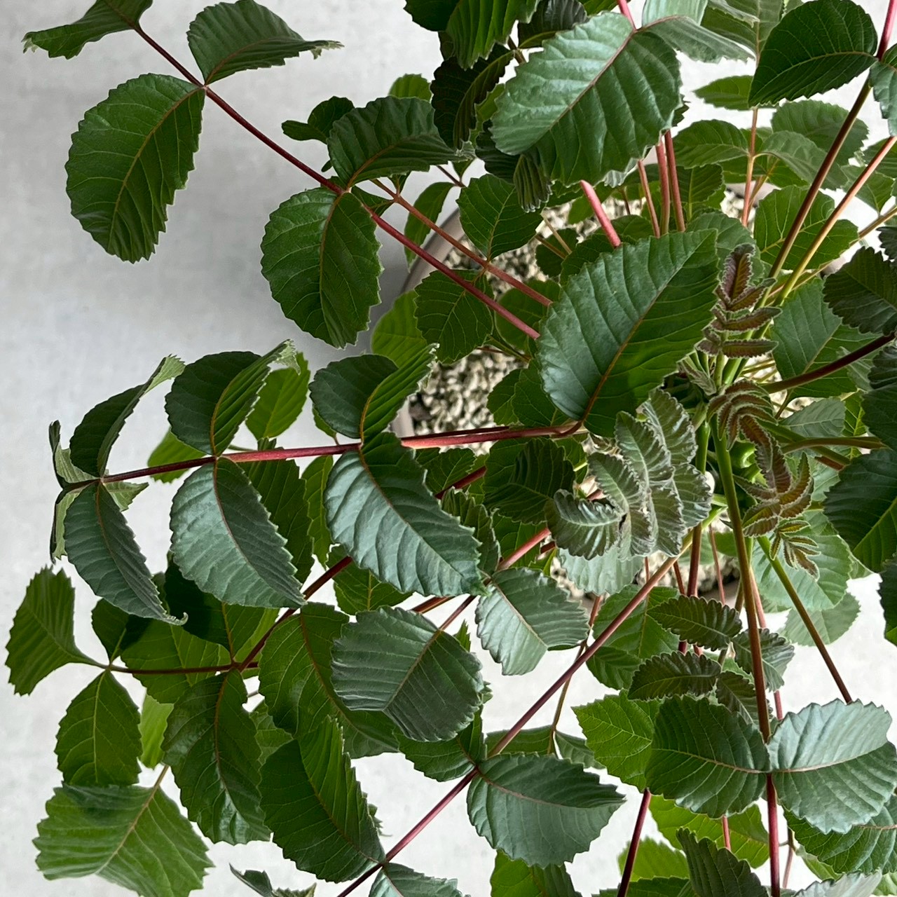 ベイセリア メキシカーナ｜希少な一属一種の塊根植物・独特な樹皮が