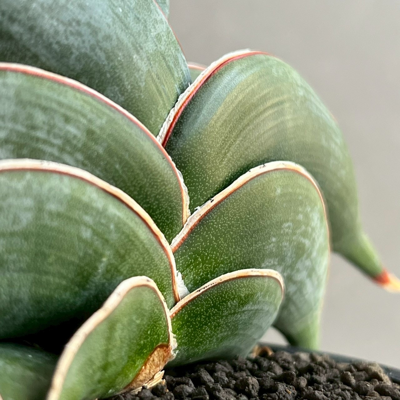 サンセベリア ロリダ｜“King Of Sansevieria”と称される人気品種