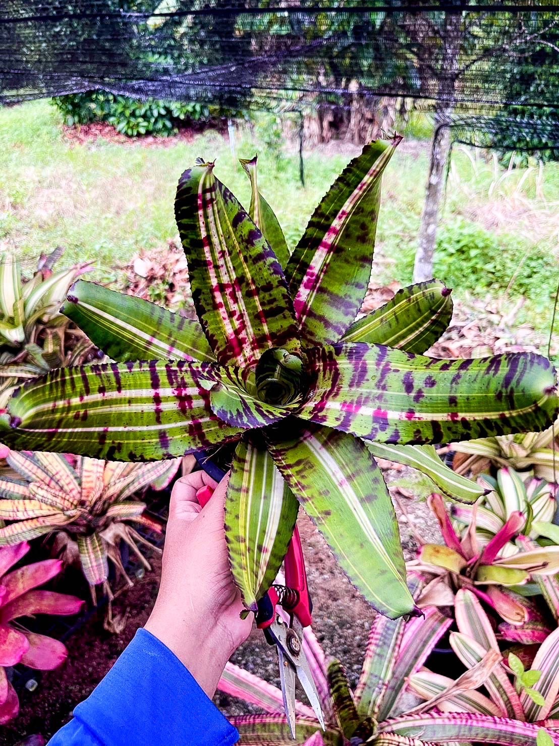 ブロメリア・エアープランツ Neoregelia Snake Charmer Neoregelia 'Snake Charmer'｜ネオレゲリアの一株｜SHOUCHIKU-EN