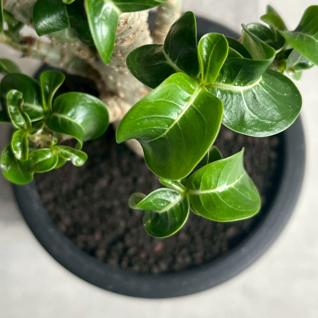 アデニウム メデューサ DHA 極美 Adenium Medusa DHA アデニウム メデューサ D.H.A（獅子葉）選抜個体｜カール葉が美しい