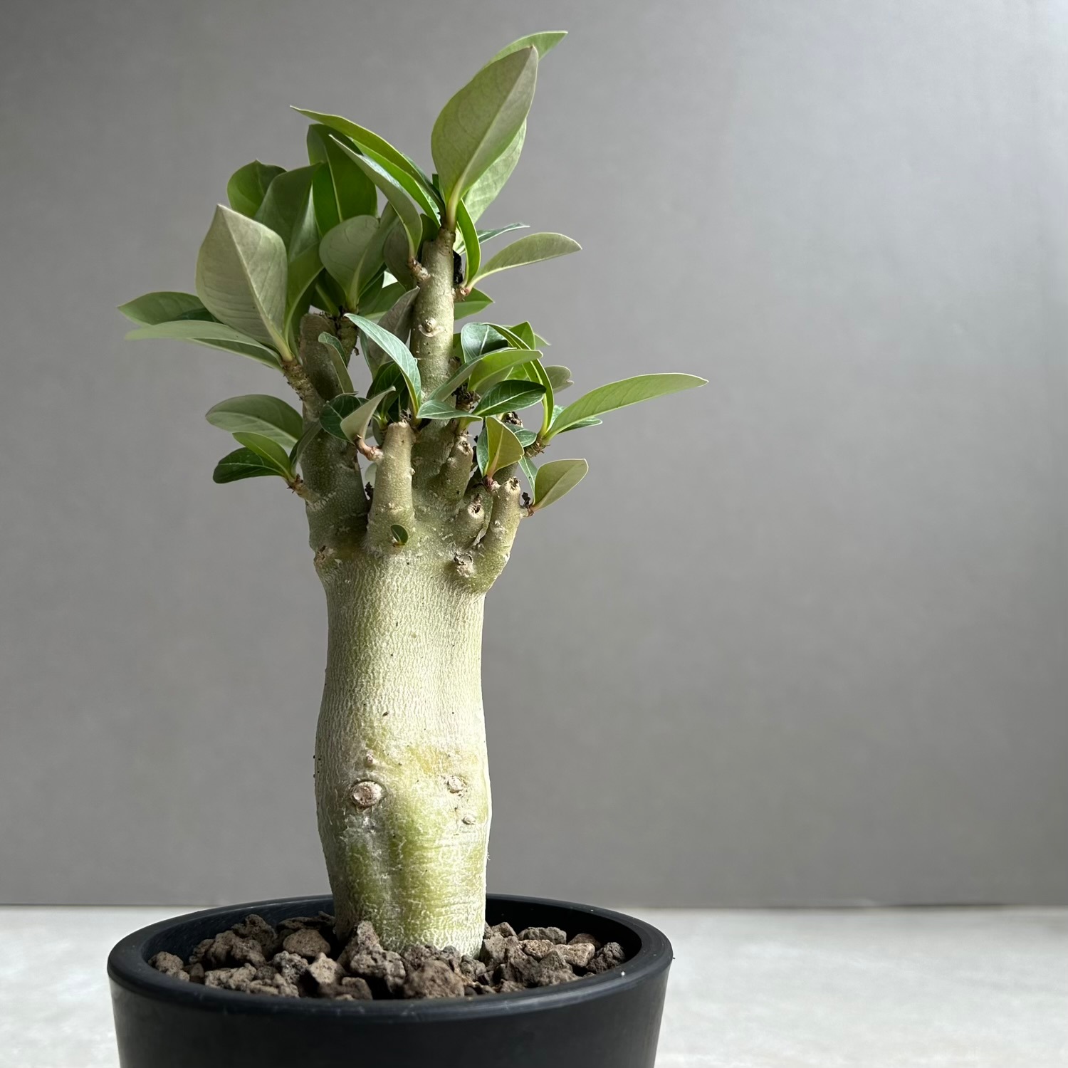 アデニウム アラビカム “バオバブ スタイル”｜生産に手間がかかる希少