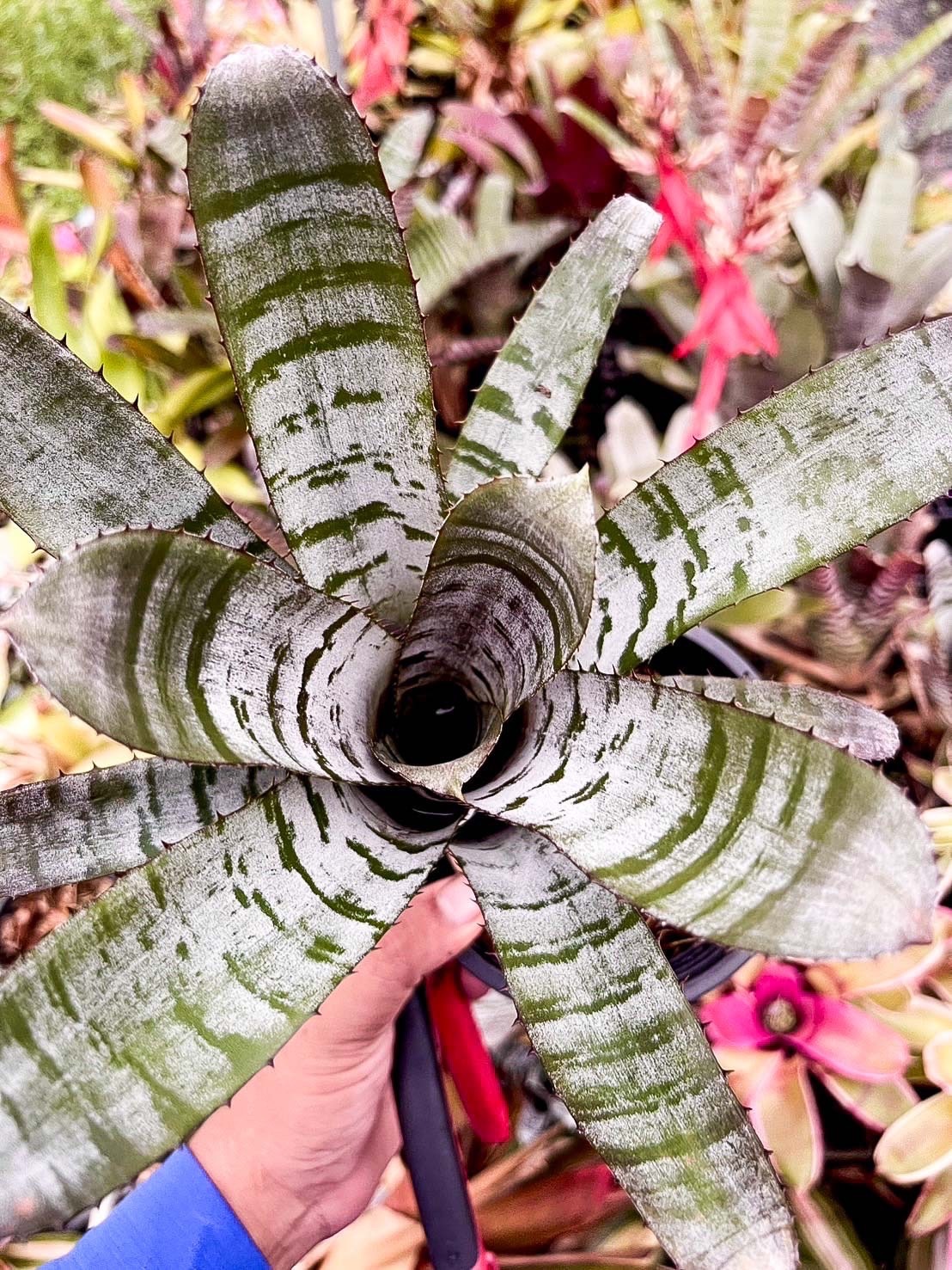 Aechmea C124｜エクメアの一株｜SHOUCHIKU-EN