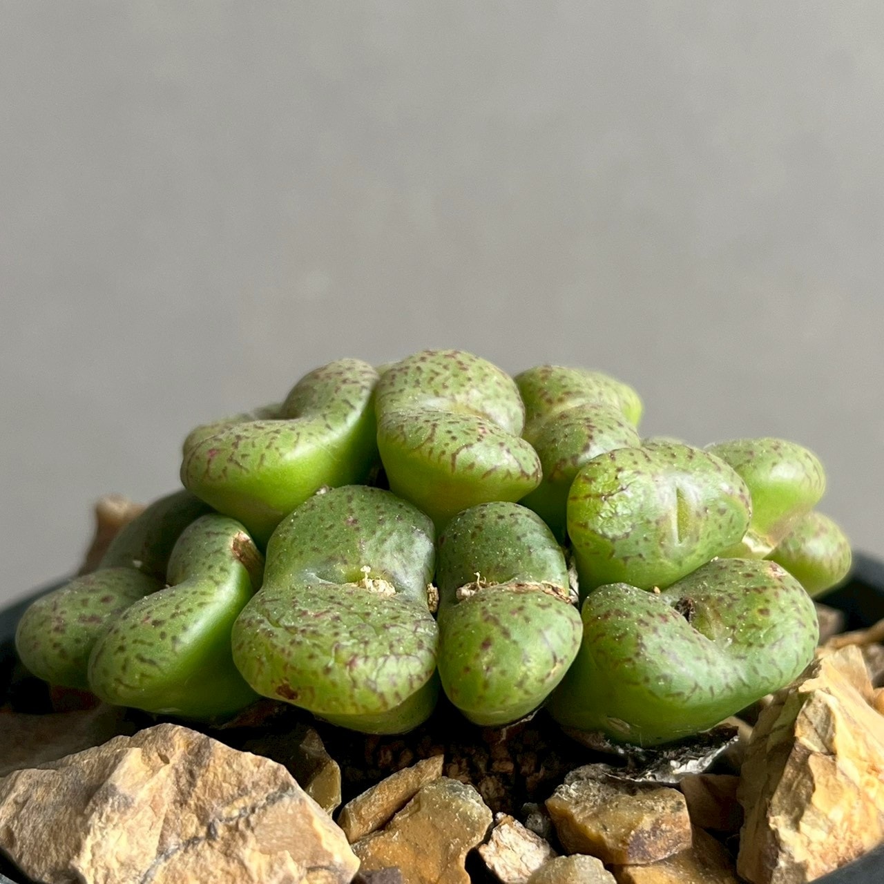 コノフィツム オブコルデルム｜群生美が魅力の冬型多肉植物・メセン