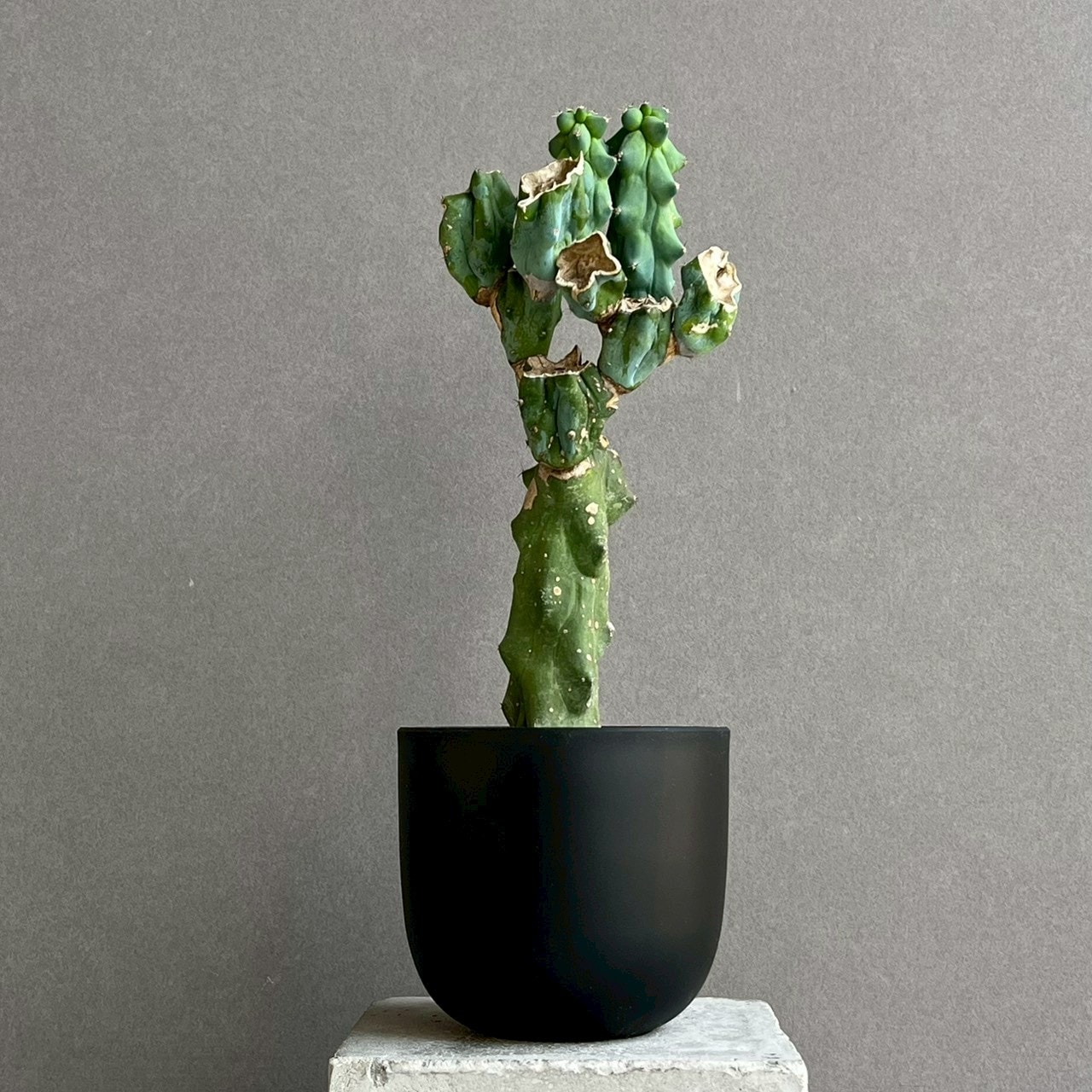 福禄竜神木 Myrtillocactus geometrizans cv. Fukurokuryuzinboku ｜龍