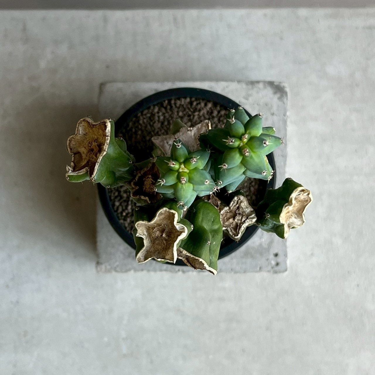 福禄竜神木 Myrtillocactus geometrizans cv. Fukurokuryuzinboku ｜龍