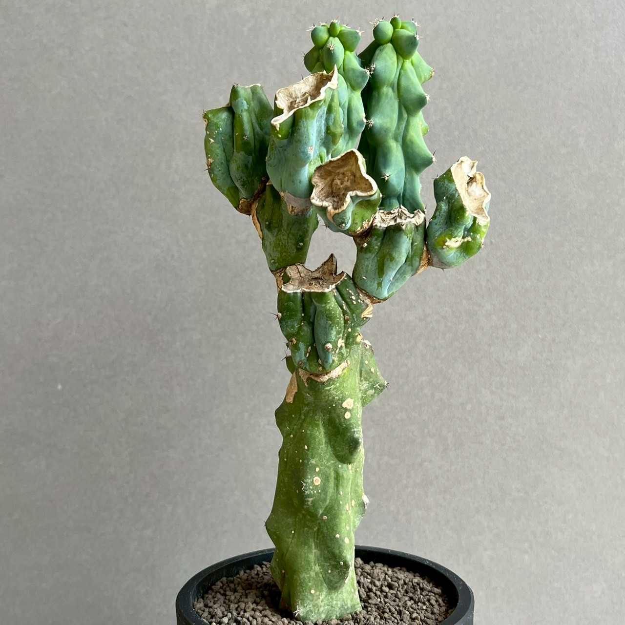 福禄竜神木 Myrtillocactus geometrizans cv. Fukurokuryuzinboku ｜龍