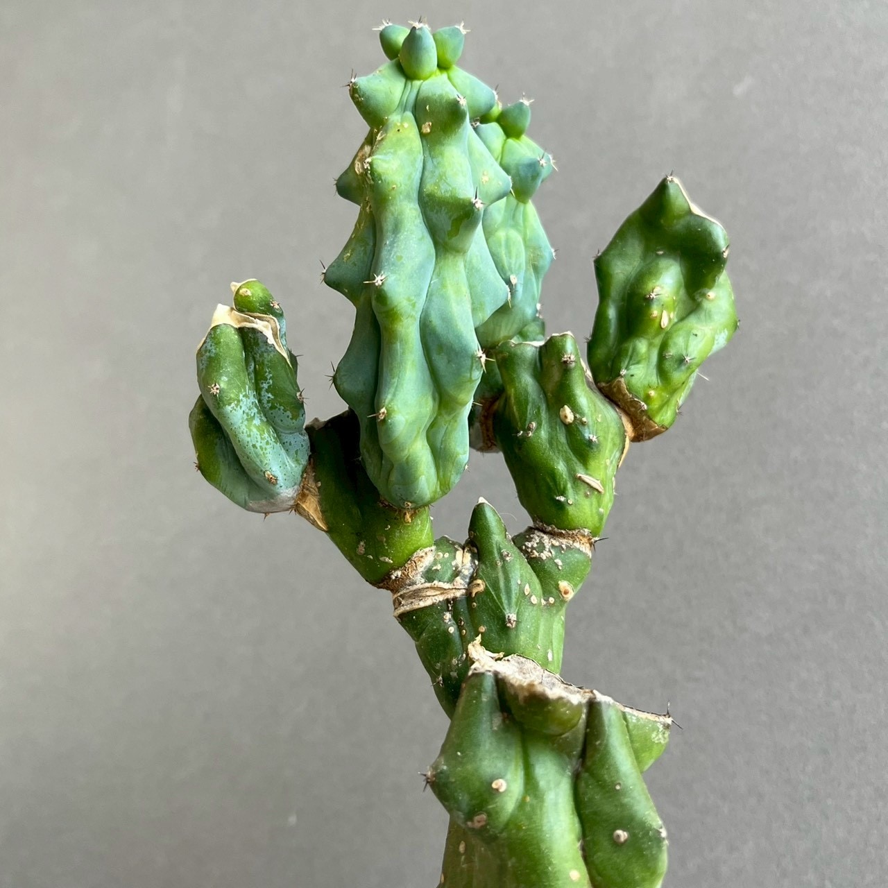 福禄竜神木 Myrtillocactus geometrizans cv. Fukurokuryuzinboku ｜龍