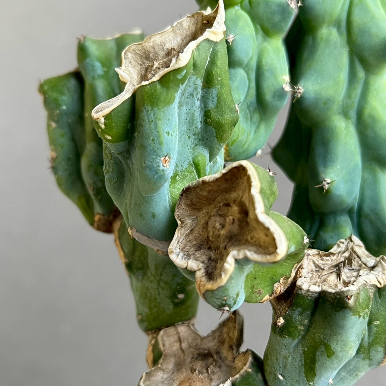 福禄竜神木 Myrtillocactus geometrizans cv. Fukurokuryuzinboku ｜龍