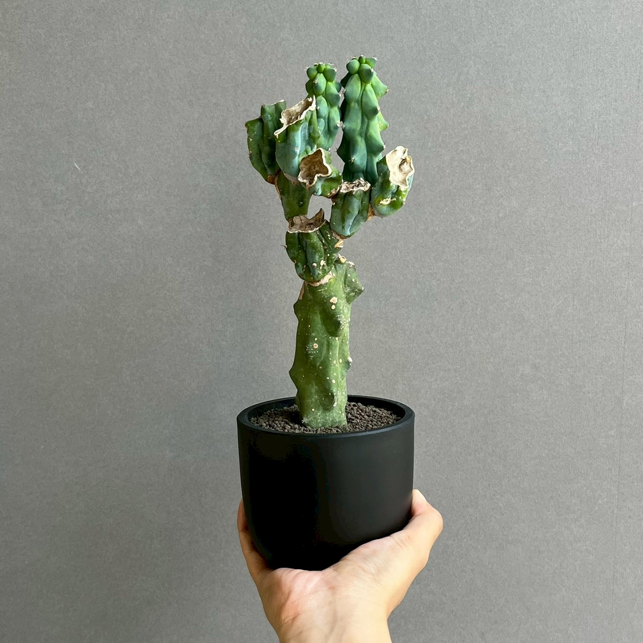 福禄竜神木 Myrtillocactus geometrizans cv. Fukurokuryuzinboku ｜龍