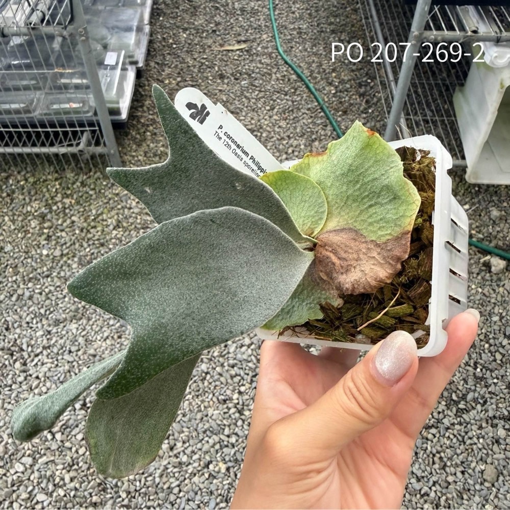 ビカクシダ コロナリウム coronarium spore 観葉植物 【Frontier