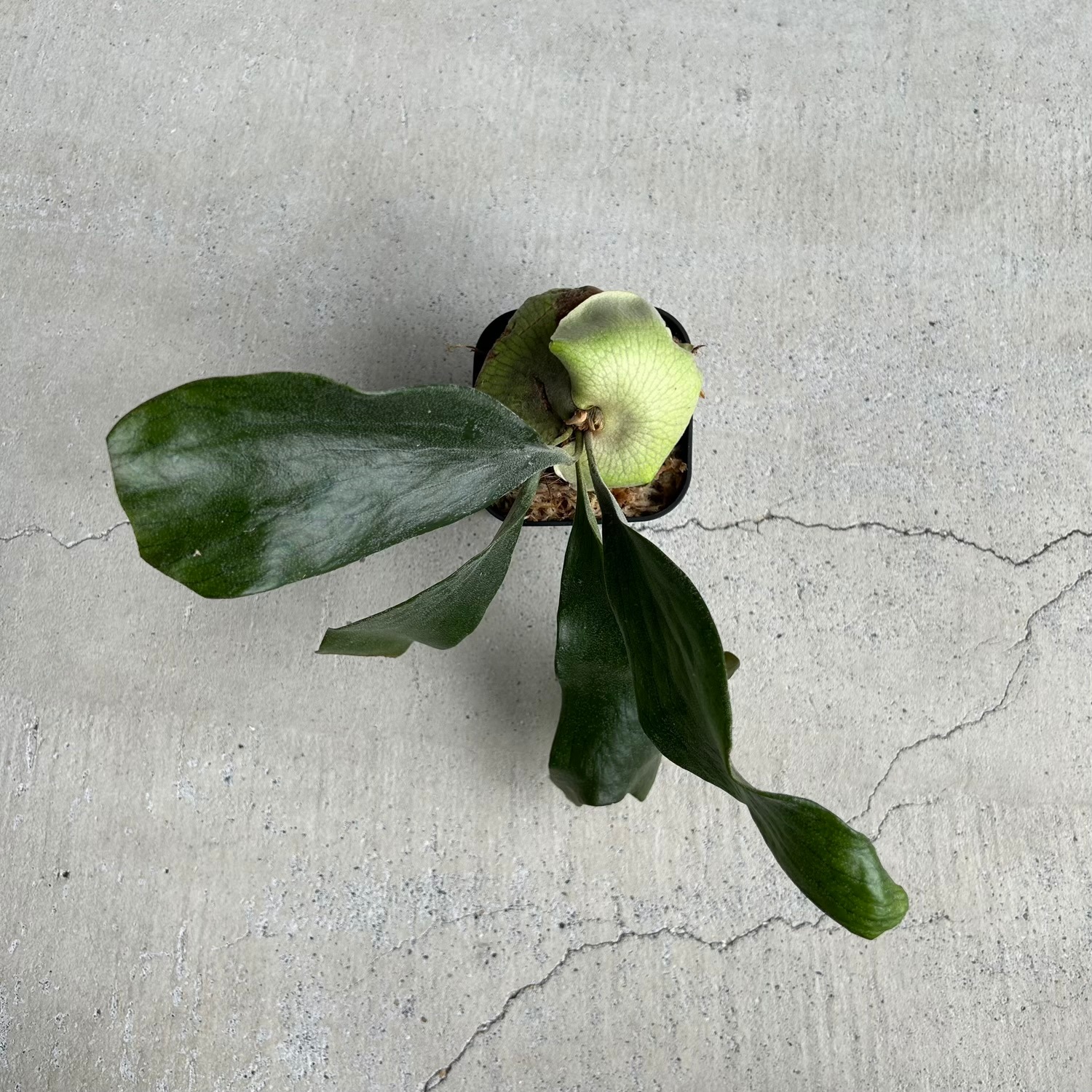 ビカクシダ ホワイト ハウス #2 , マウント ルイス ワイドフォーム