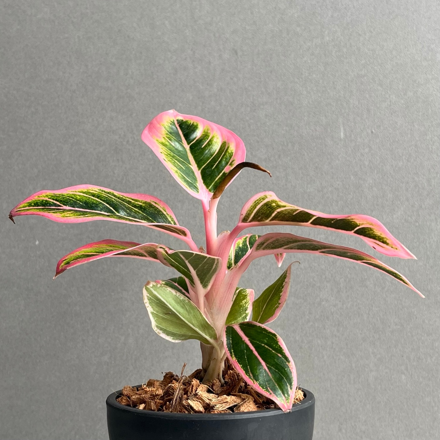 アグラオネマ ロータス デライト 「Aglaonema Lotus Delight」