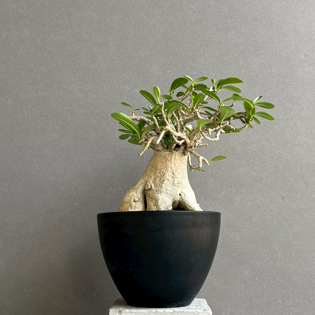 アデニウム タイ ソコトラナム “BONSAI”｜盆栽仕立ての希少アデニウム