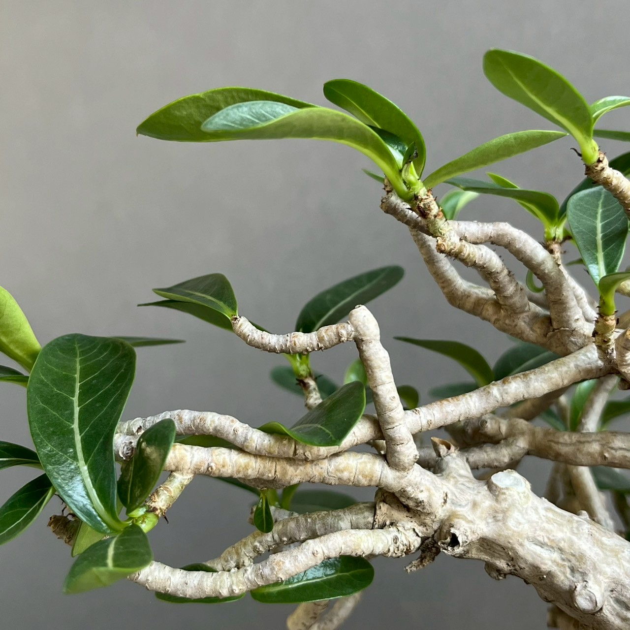 アデニウム タイ ソコトラナム “BONSAI”｜盆栽仕立ての希少アデニウム 