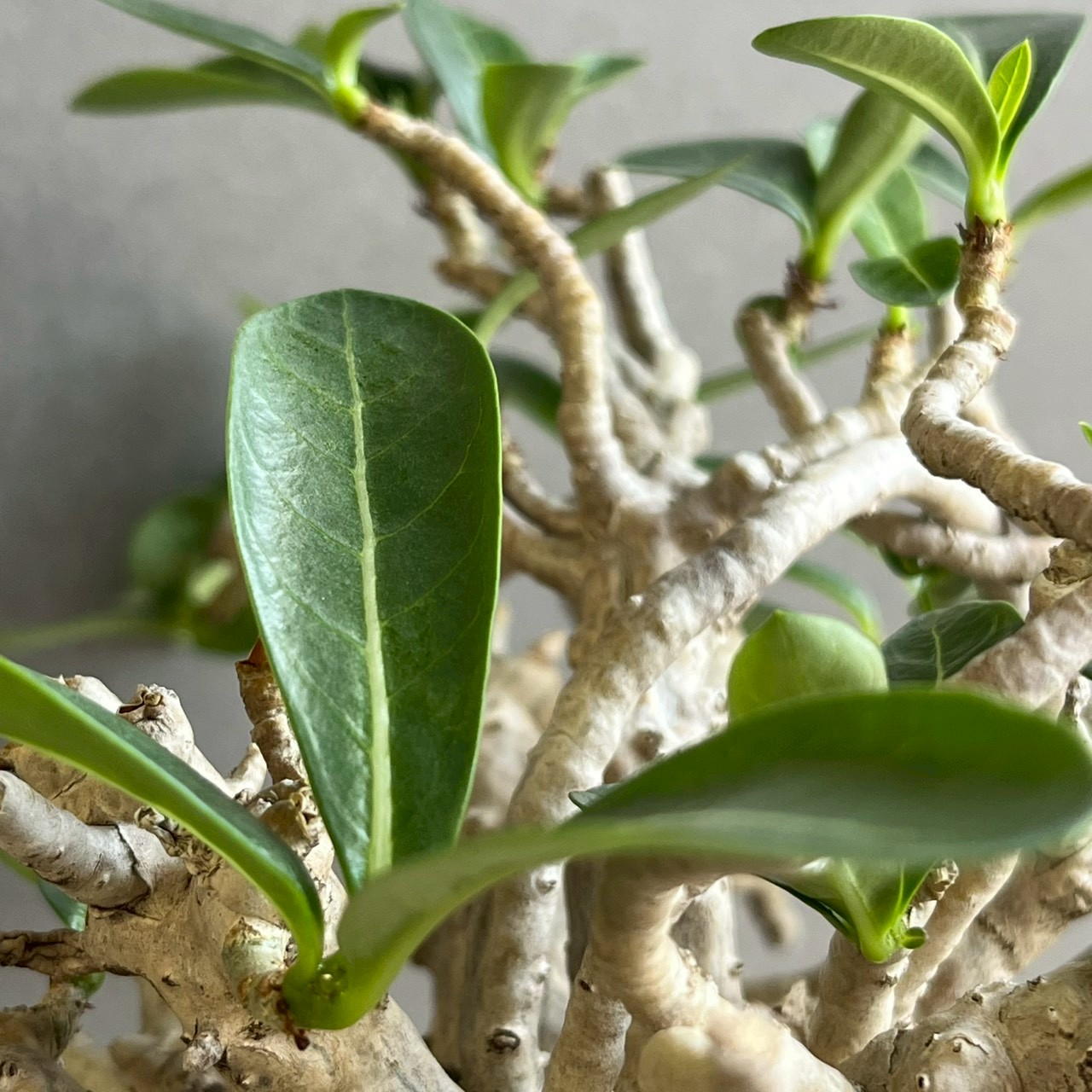 アデニウム タイ ソコトラナム “BONSAI”｜盆栽仕立ての希少アデニウム 