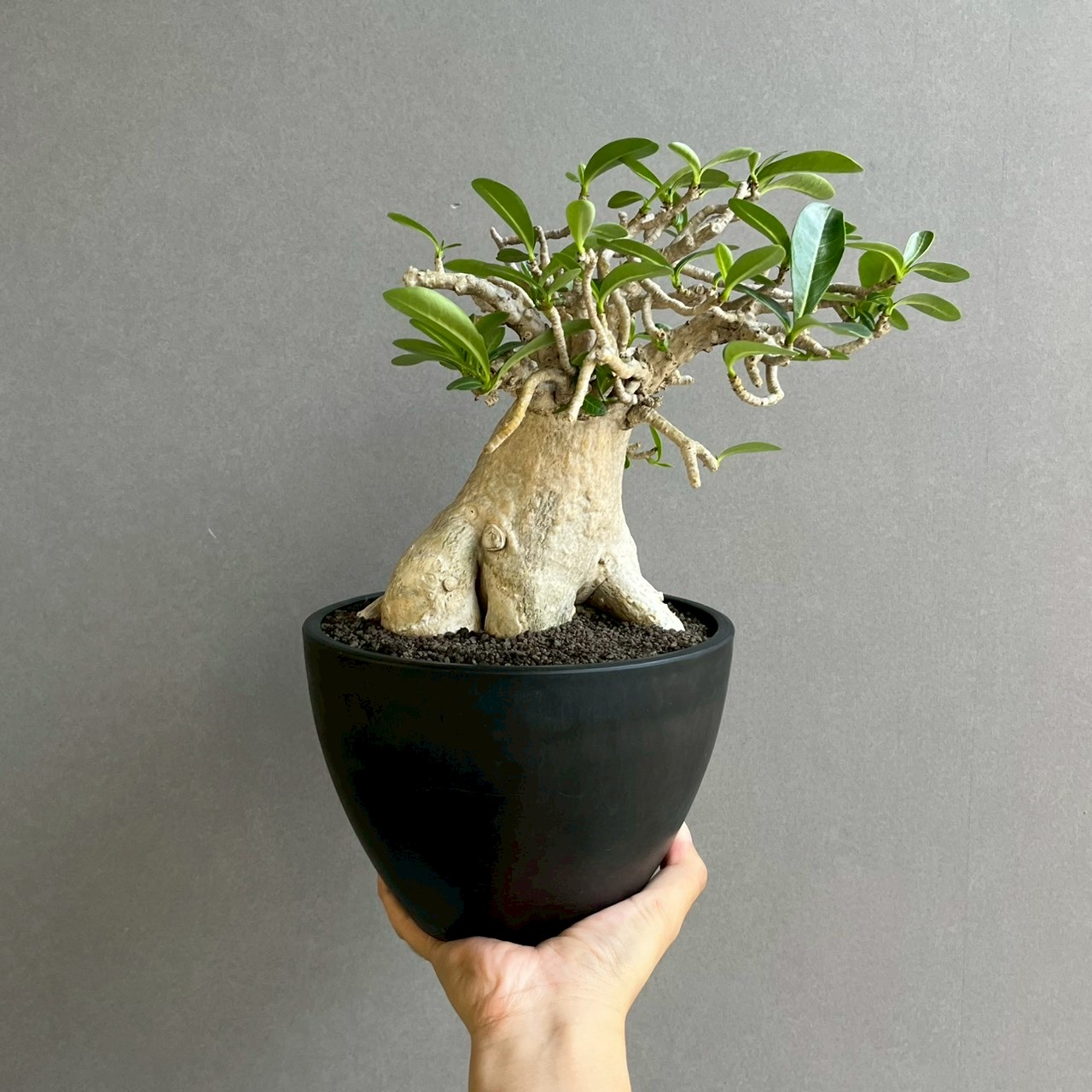 アデニウム タイ ソコトラナム “BONSAI”｜盆栽仕立ての希少アデニウム