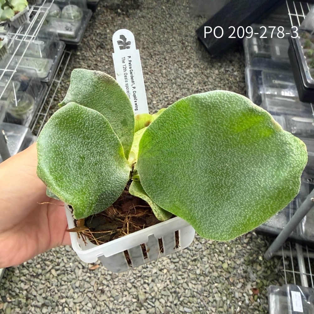 ビカクシダ 'Patra Garden#1' × 'Cupid's Wing' スポア株｜2品種を