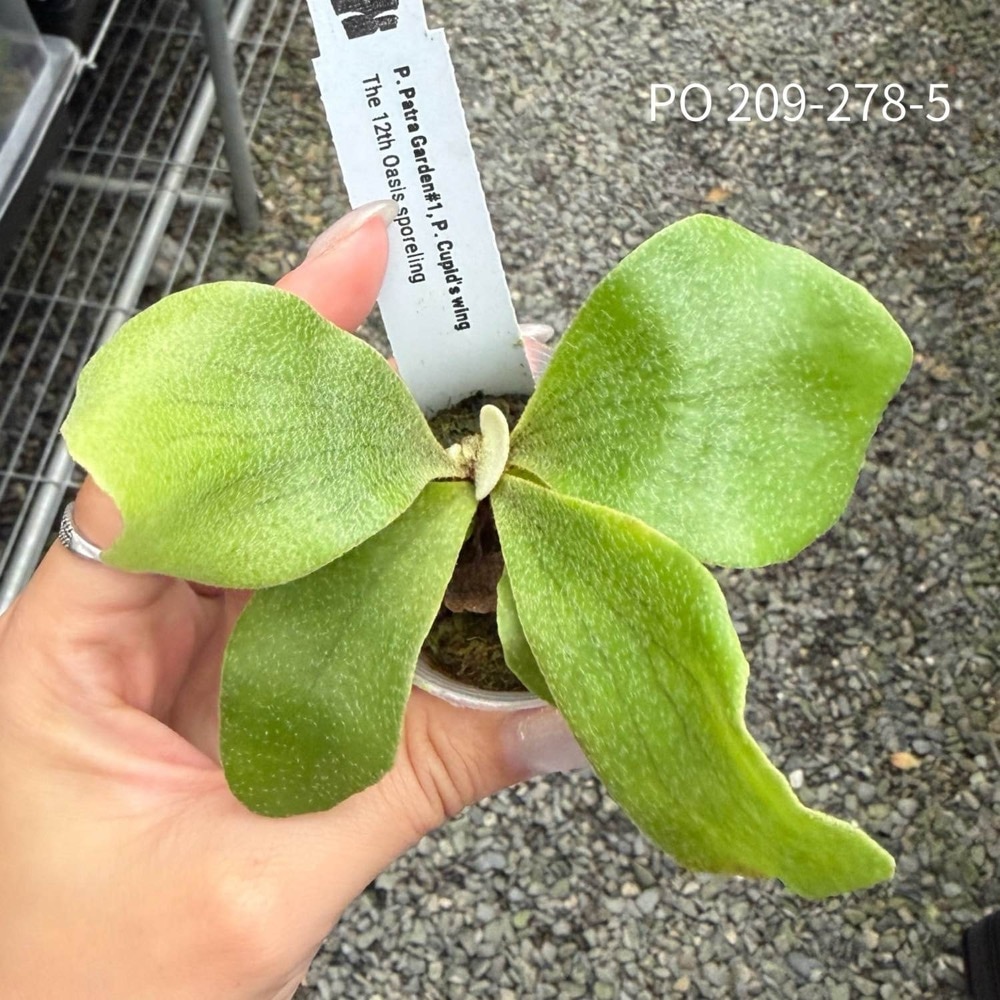 ビカクシダ 'Patra Garden#1' × 'Cupid's Wing' スポア株｜2品種を