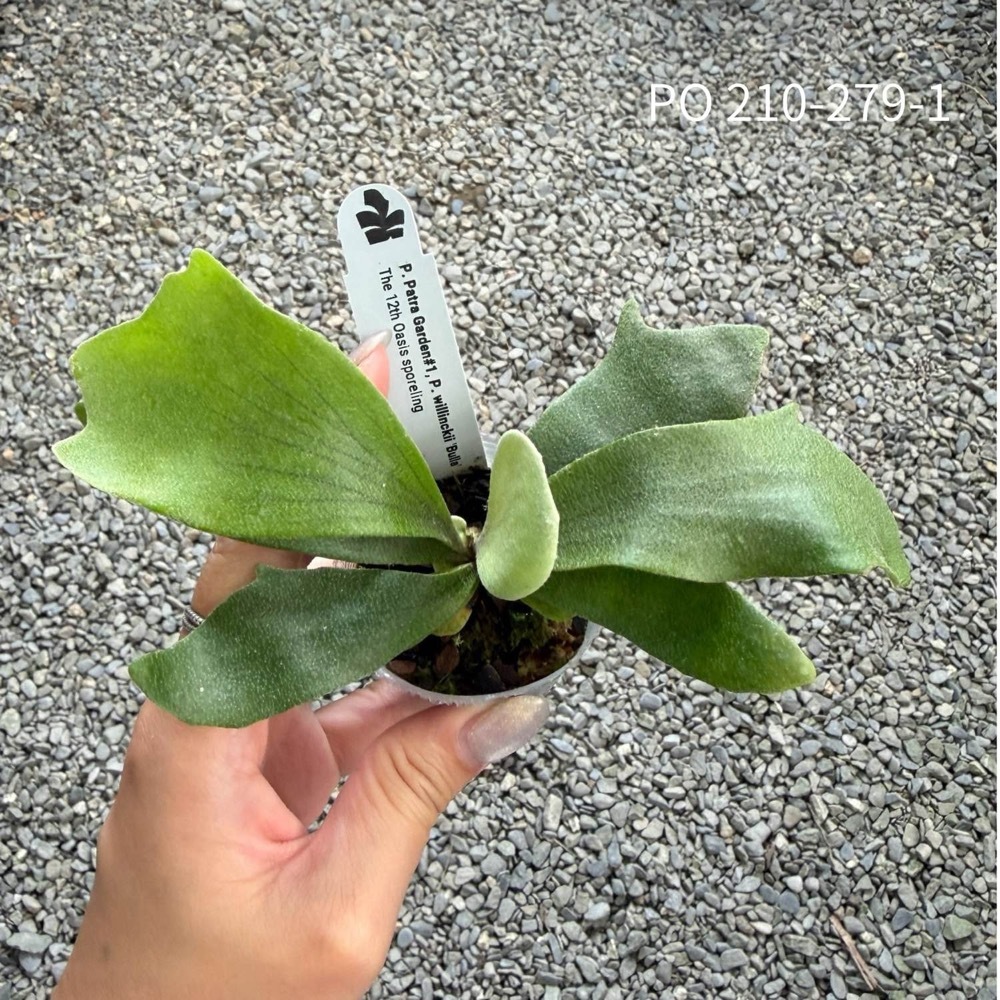 P.Patra Garden #1 パタ1 ビカクシダ コウモリランPlatycerium 1