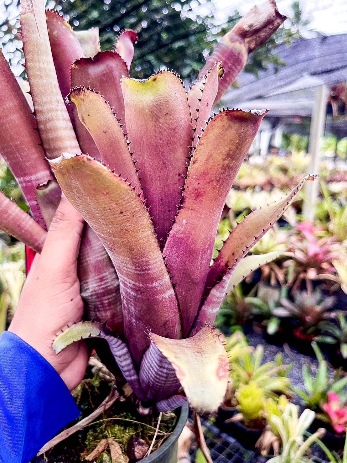 Billbergia horrida × horrida｜ビルベルギアの一株｜SHOUCHIKU-EN