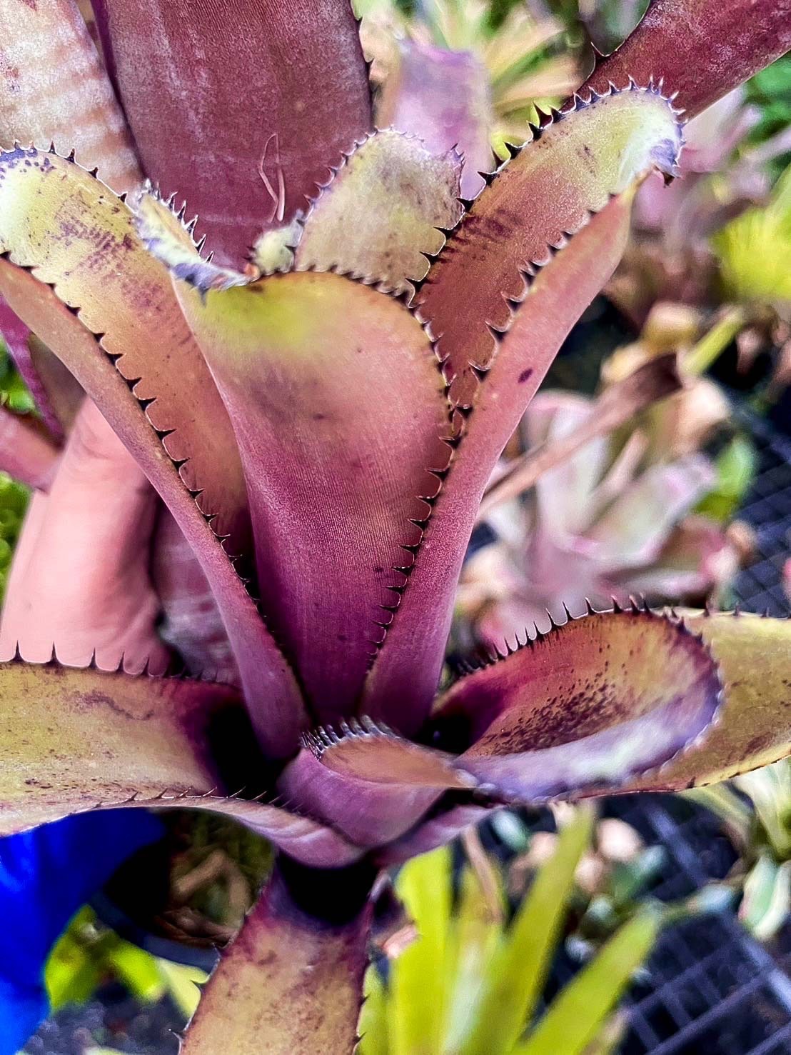 Billbergia horrida × horrida｜ビルベルギアの一株｜SHOUCHIKU-EN