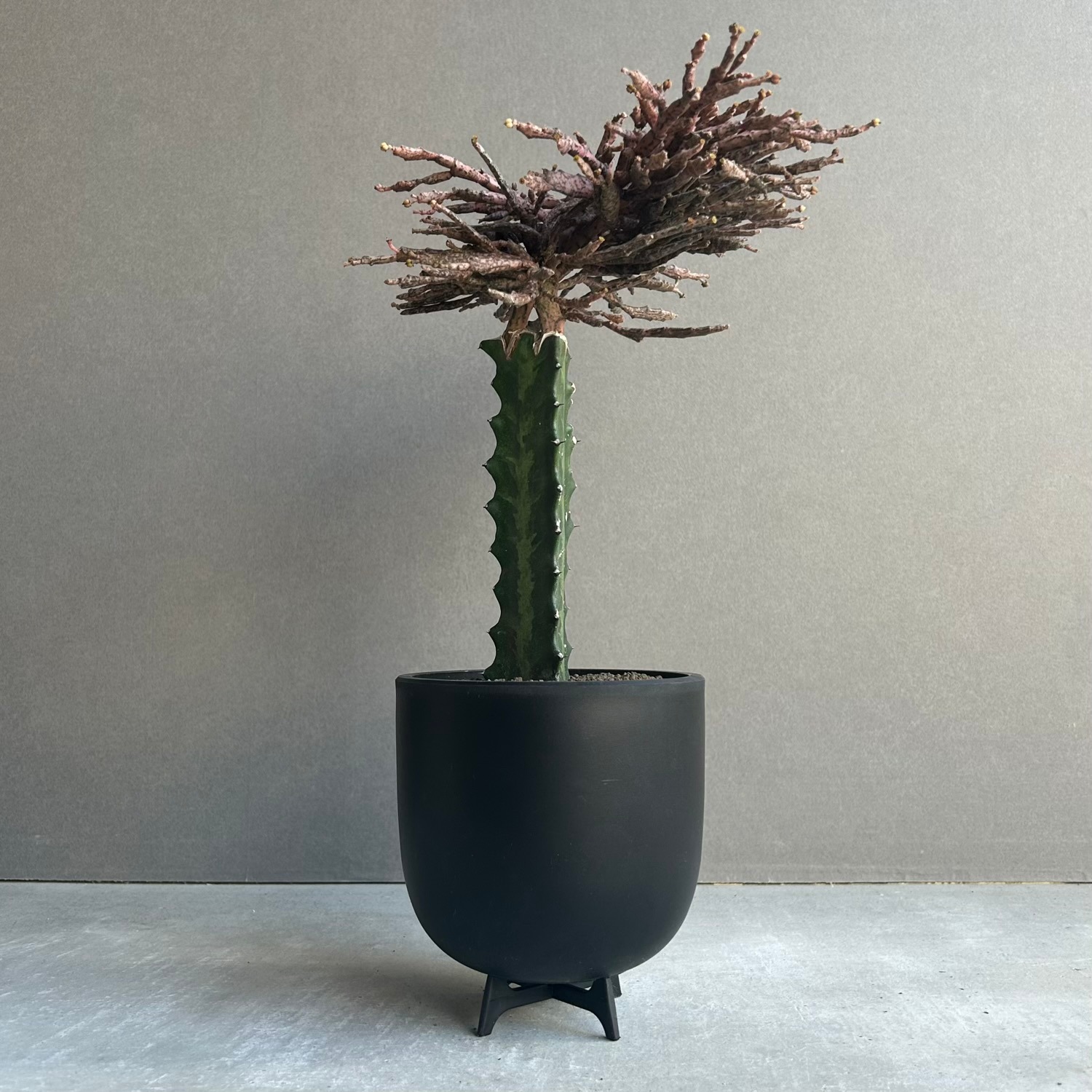 Maceta ポットスタンド リバーシブル 直径7cm 8cm対応 植木鉢スタンド