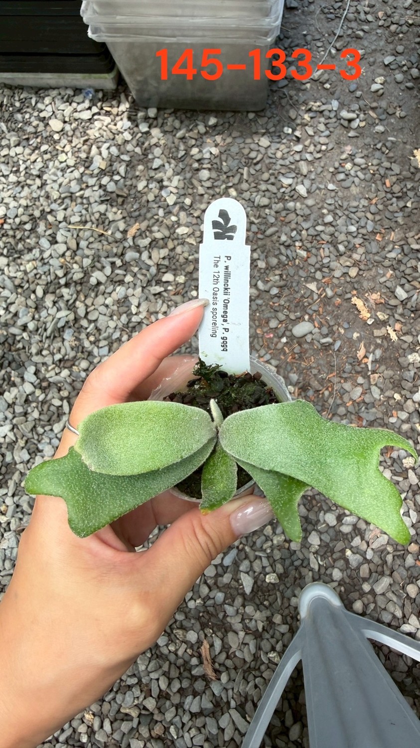 7月中旬～下旬お渡し【予約商品】/ビカクシダ ウィリンキー 'オメガ