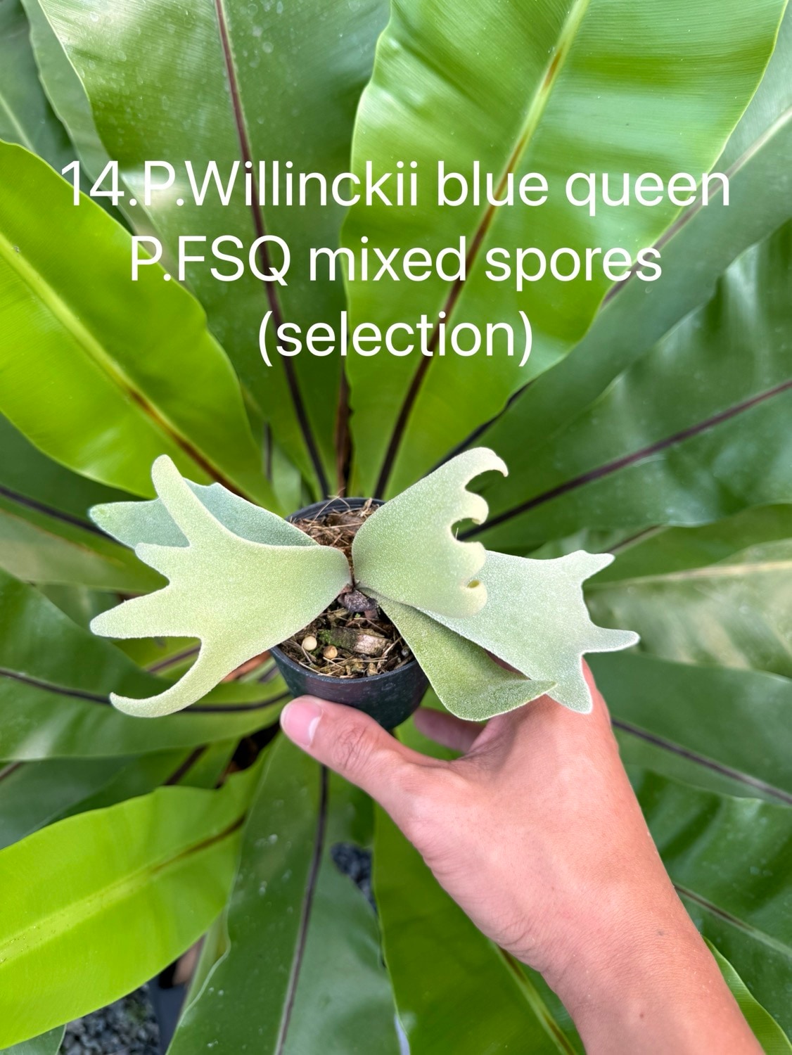 ビカクシダ ウィリンキー Blue Queen，FSQ ミックススポア