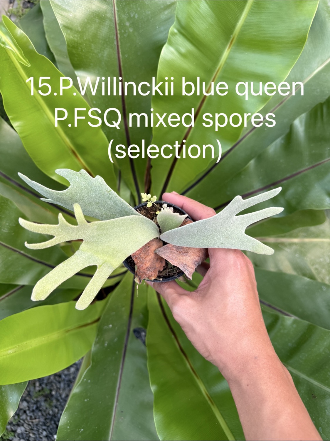ビカクシダ ウィリンキー Blue Queen，FSQ ミックススポア