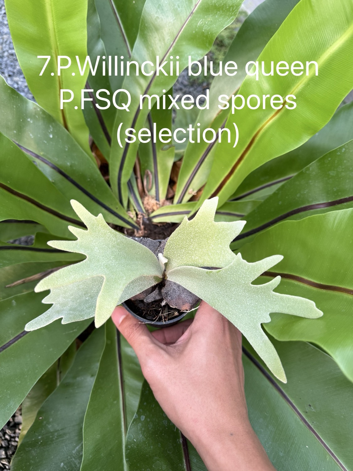ビカクシダ ウィリンキー Blue Queen，FSQ ミックススポア