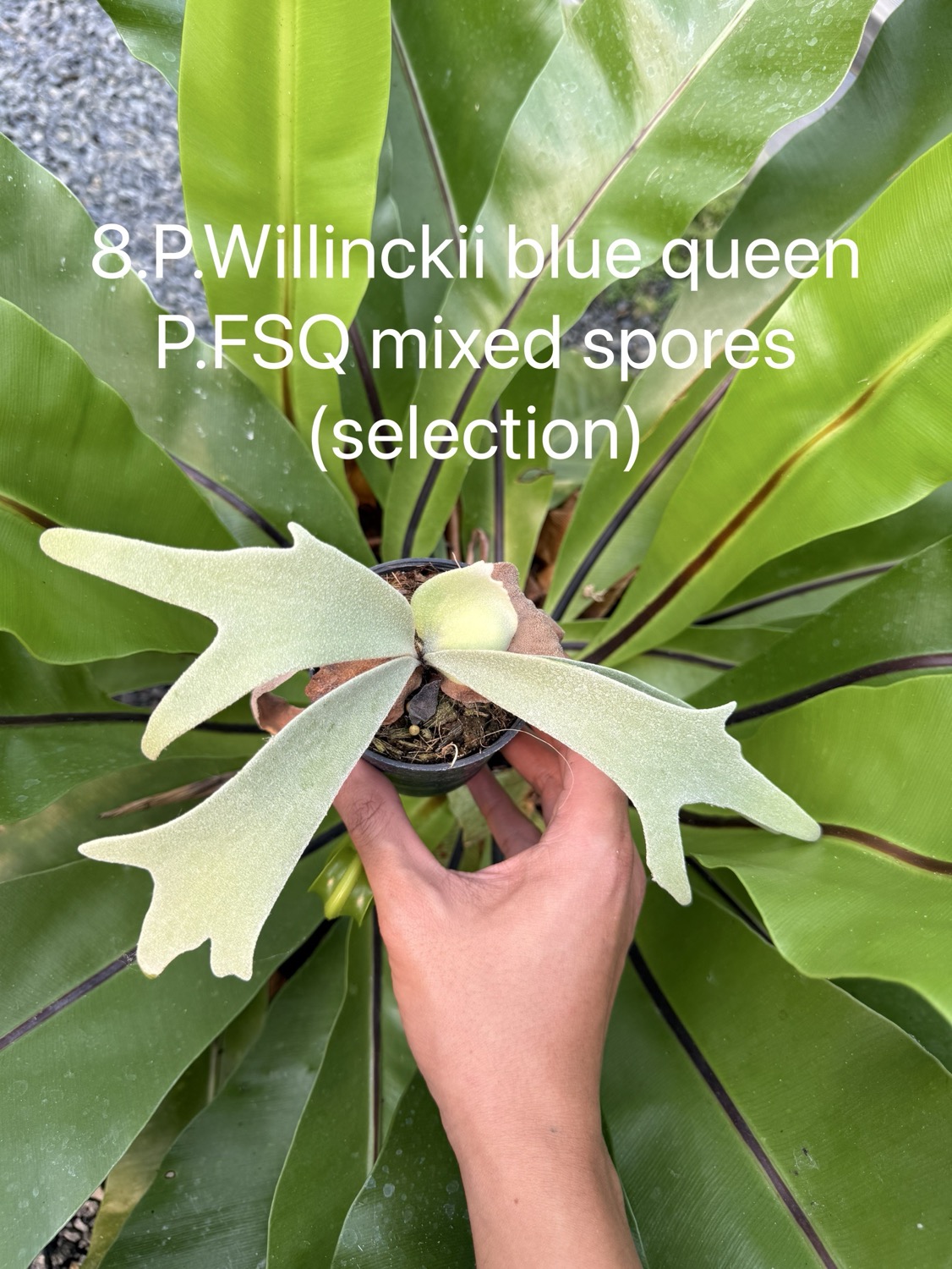 ビカクシダ ウィリンキー Blue Queen，FSQ ミックススポア