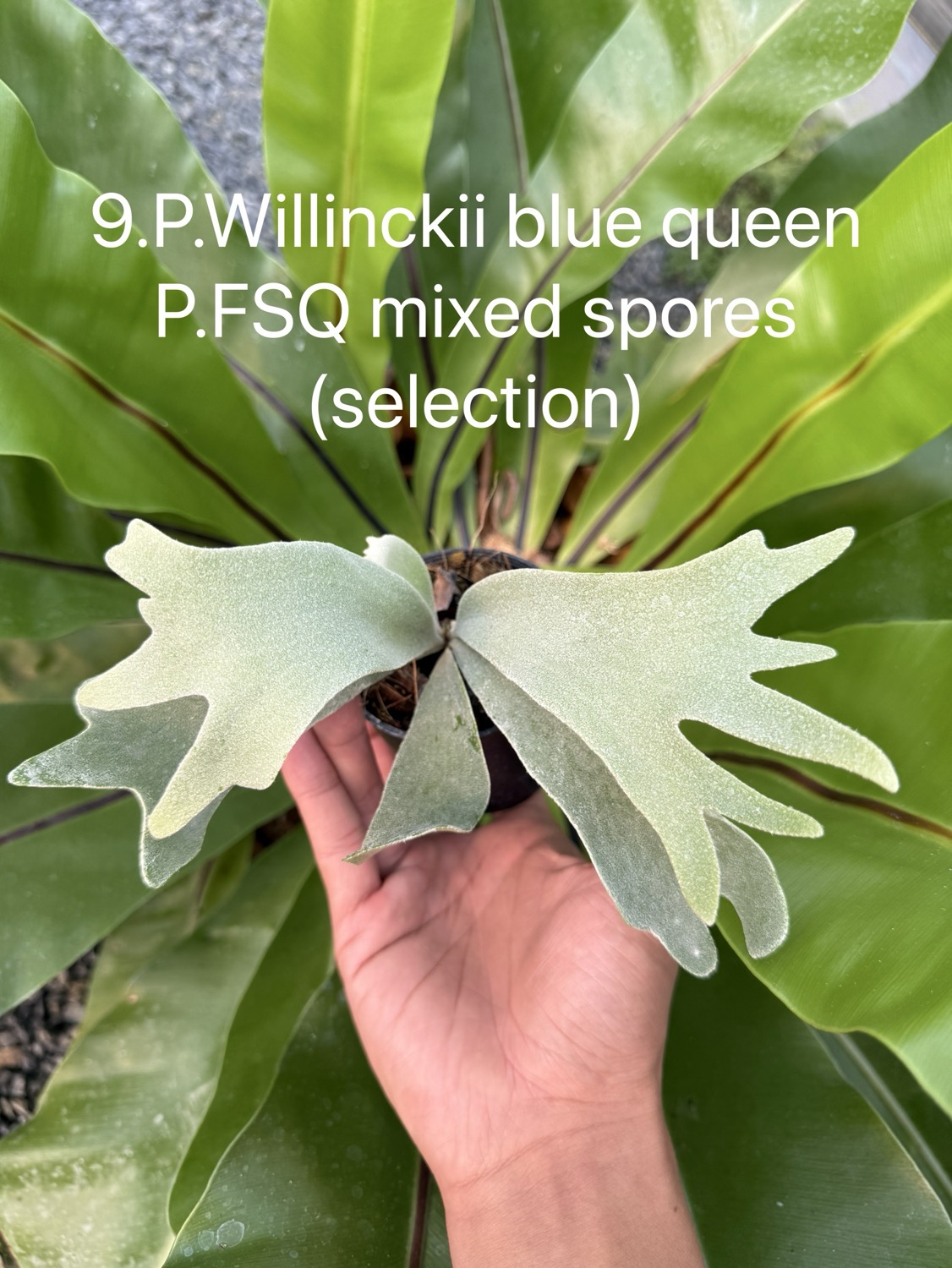 ビカクシダ ウィリンキー Blue Queen，FSQ ミックススポア