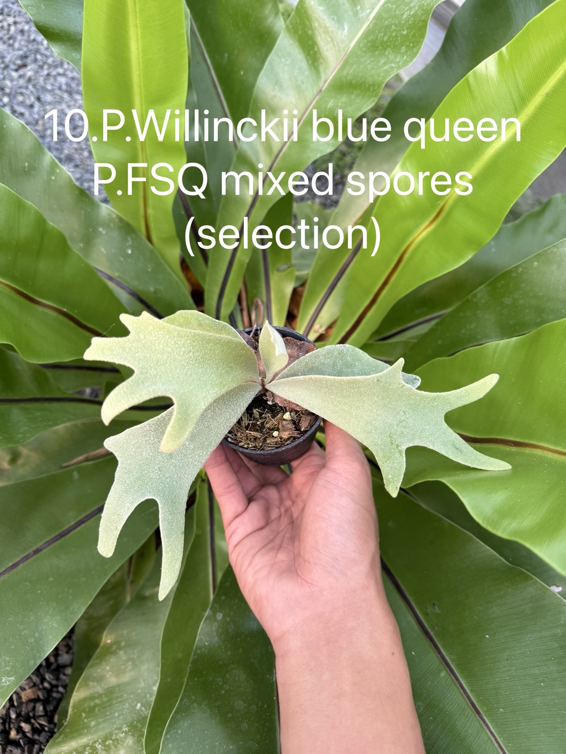 ビカクシダ ウィリンキー Blue Queen，FSQ ミックススポア