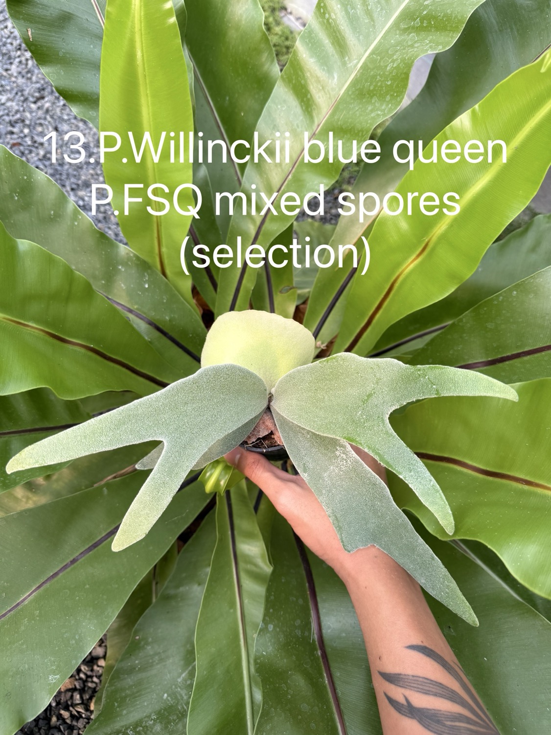 ビカクシダ ウィリンキー Blue Queen，FSQ ミックススポア