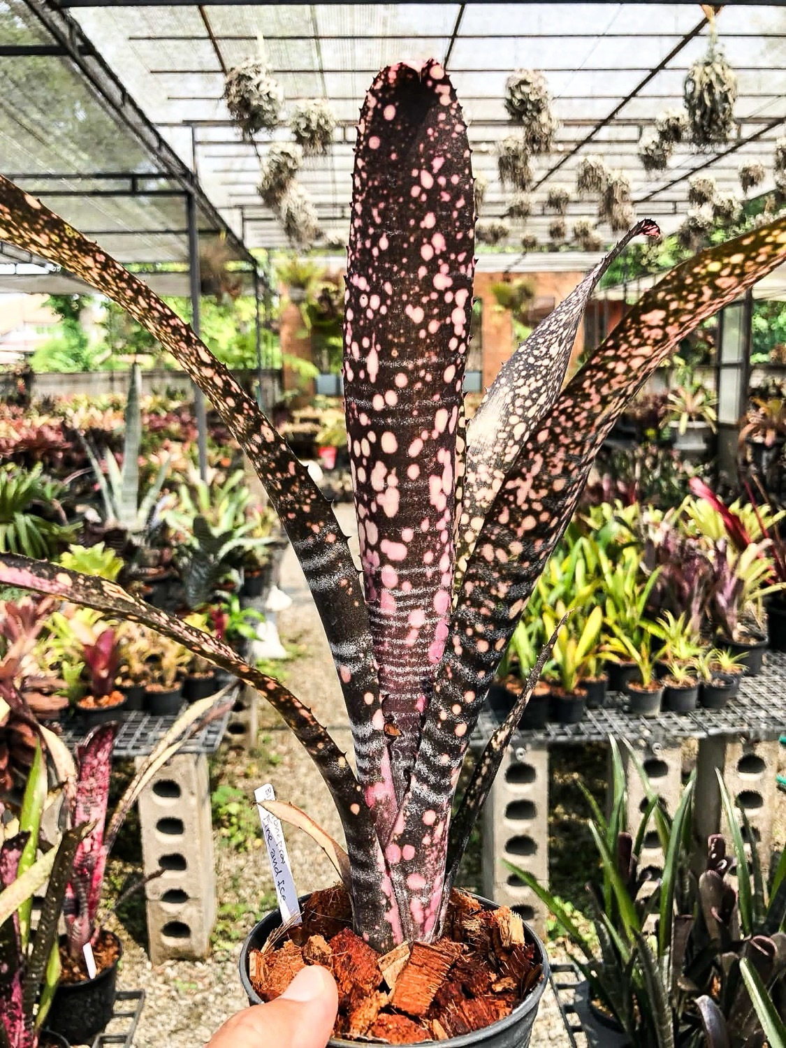 ビルベルギア topeaite 子株付き ビルベルギア ファイヤーアンドアイス｜Billbergia Toneprai Fire and