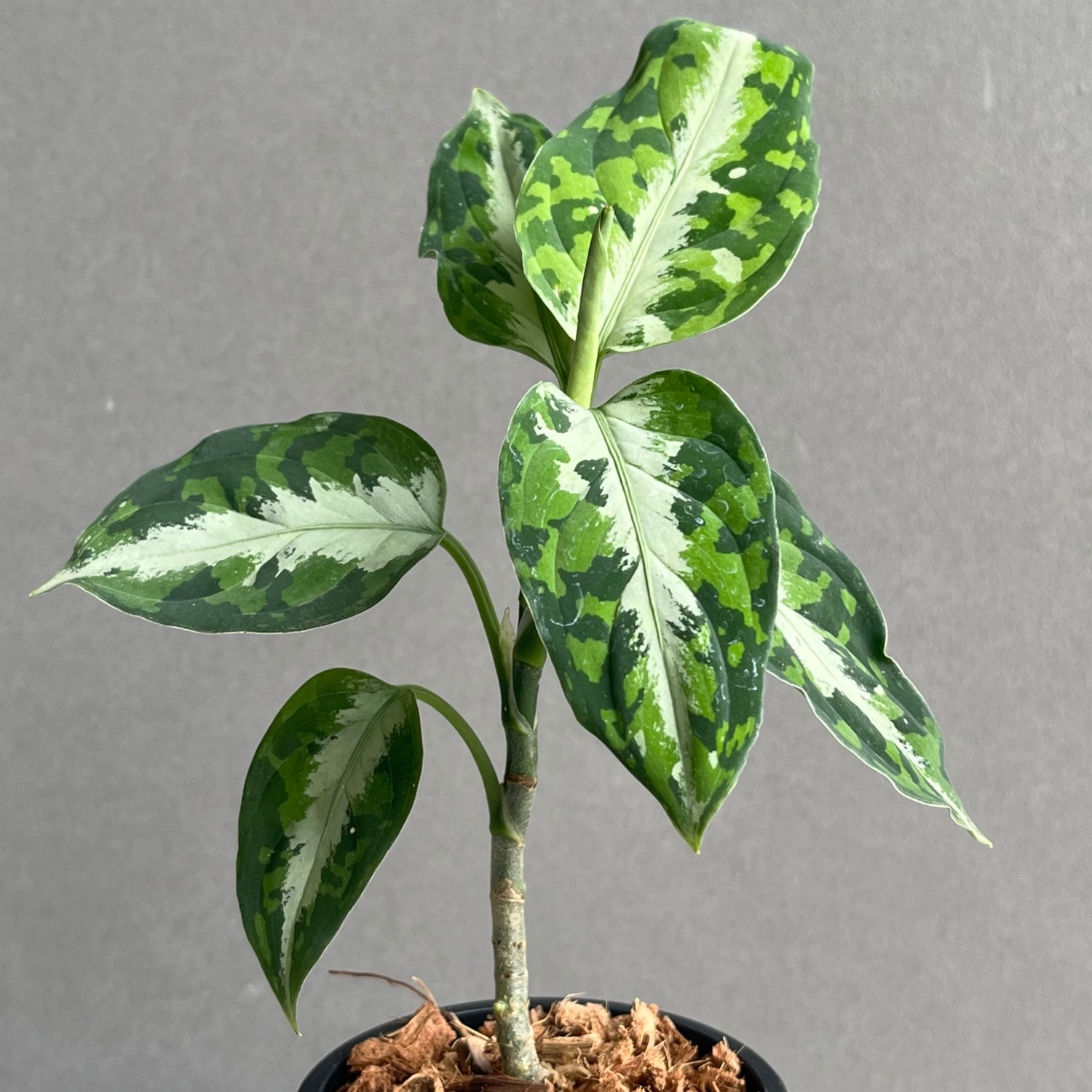 アグラオネマ ピクタム トリカラー 「Aglaonema pictum tricolor」
