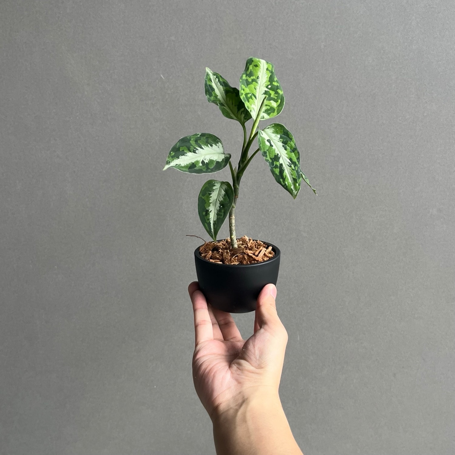 アグラオネマ ピクタム トリカラー 「Aglaonema pictum tricolor」