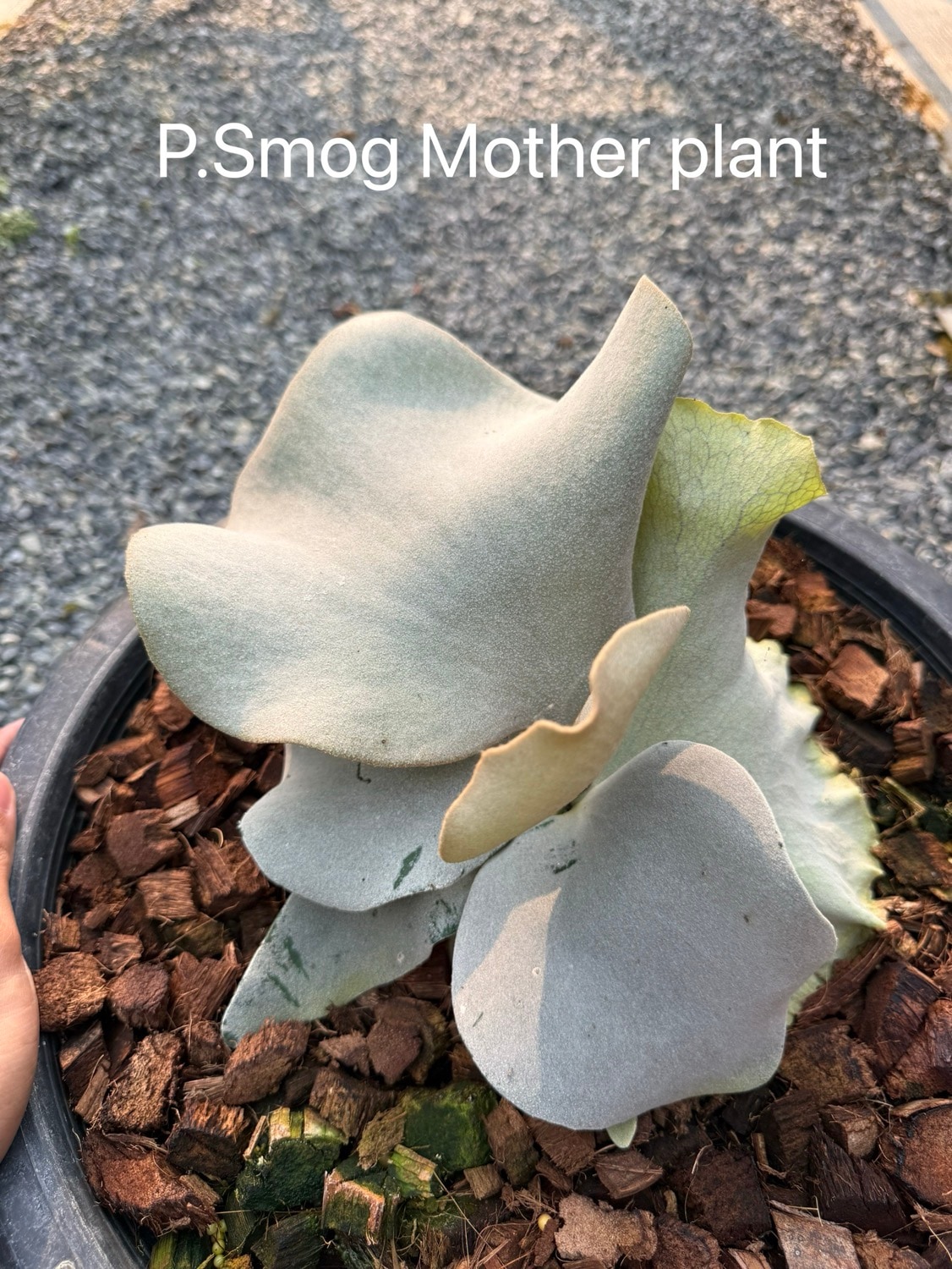 ビカクシダ スモッグ Smog Dovenhue sporelings｜Platycerium スポア株