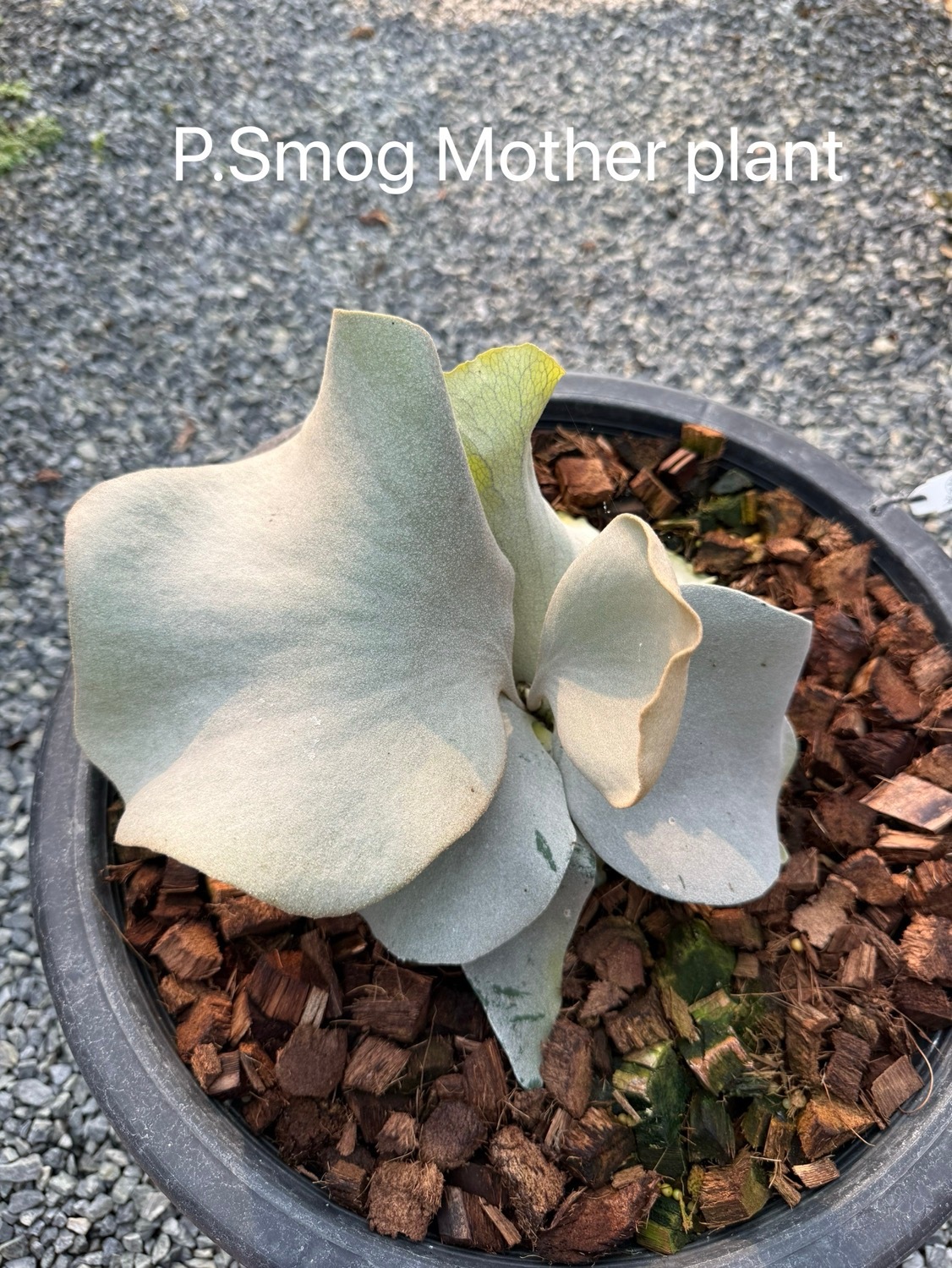 ビカクシダ スモッグ Smog Dovenhue sporelings｜Platycerium スポア株