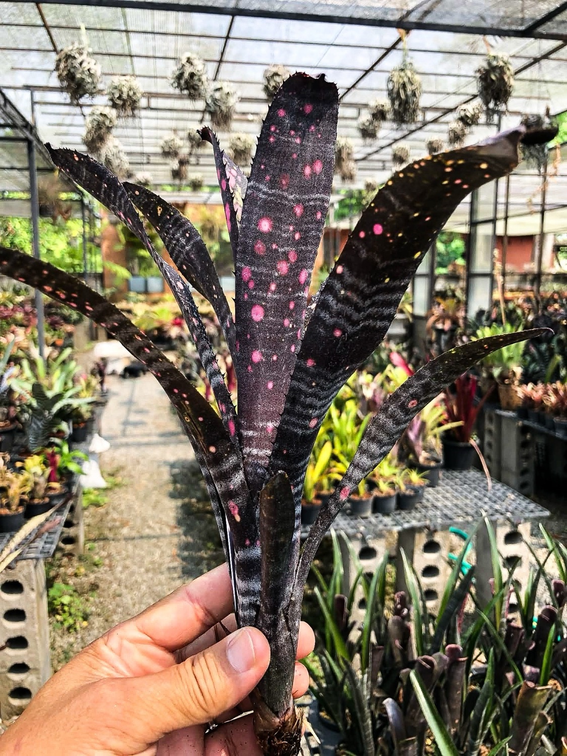 ビルベルギア ブラックパンサー｜Billbergia Toneprai Black Panther