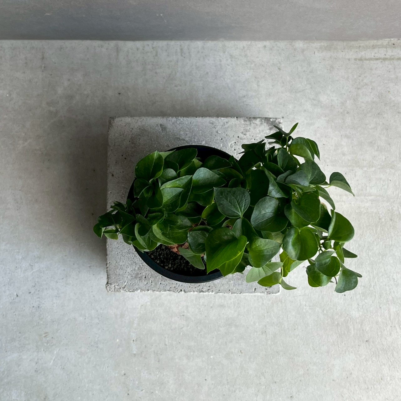 亀甲竜（ディオスコレア エレファンティペス）｜亀甲模様が美しい人気