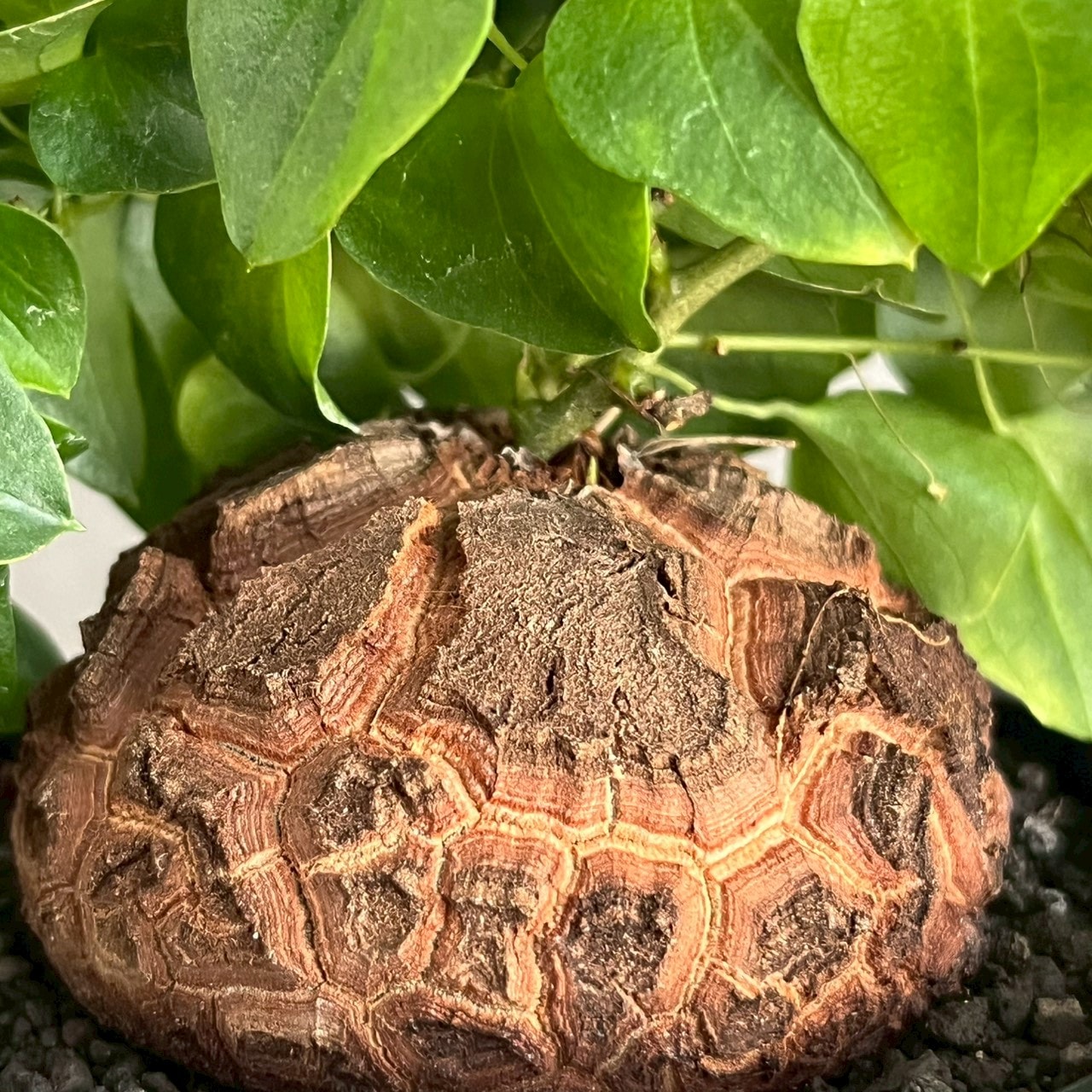【良型】アフリカ亀甲竜 塊根植物 コーデックス ディオスコレアエレファンティペス 亀甲竜（ディオスコレア・エレファンティペス） – linkplants -リンク
