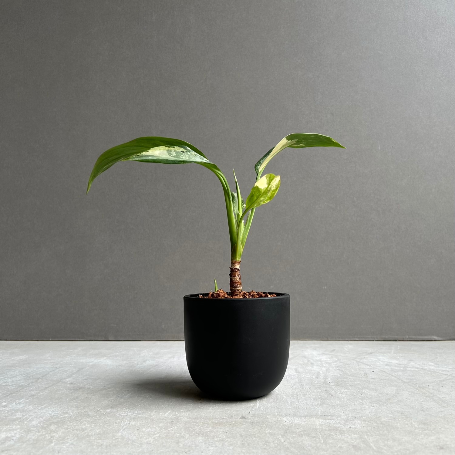 超希少❗️アグラオネマ　スワンナプーム✨ アグラオネマ スワンナプーム｜Unyamanee Garden作出の希少斑入り品種