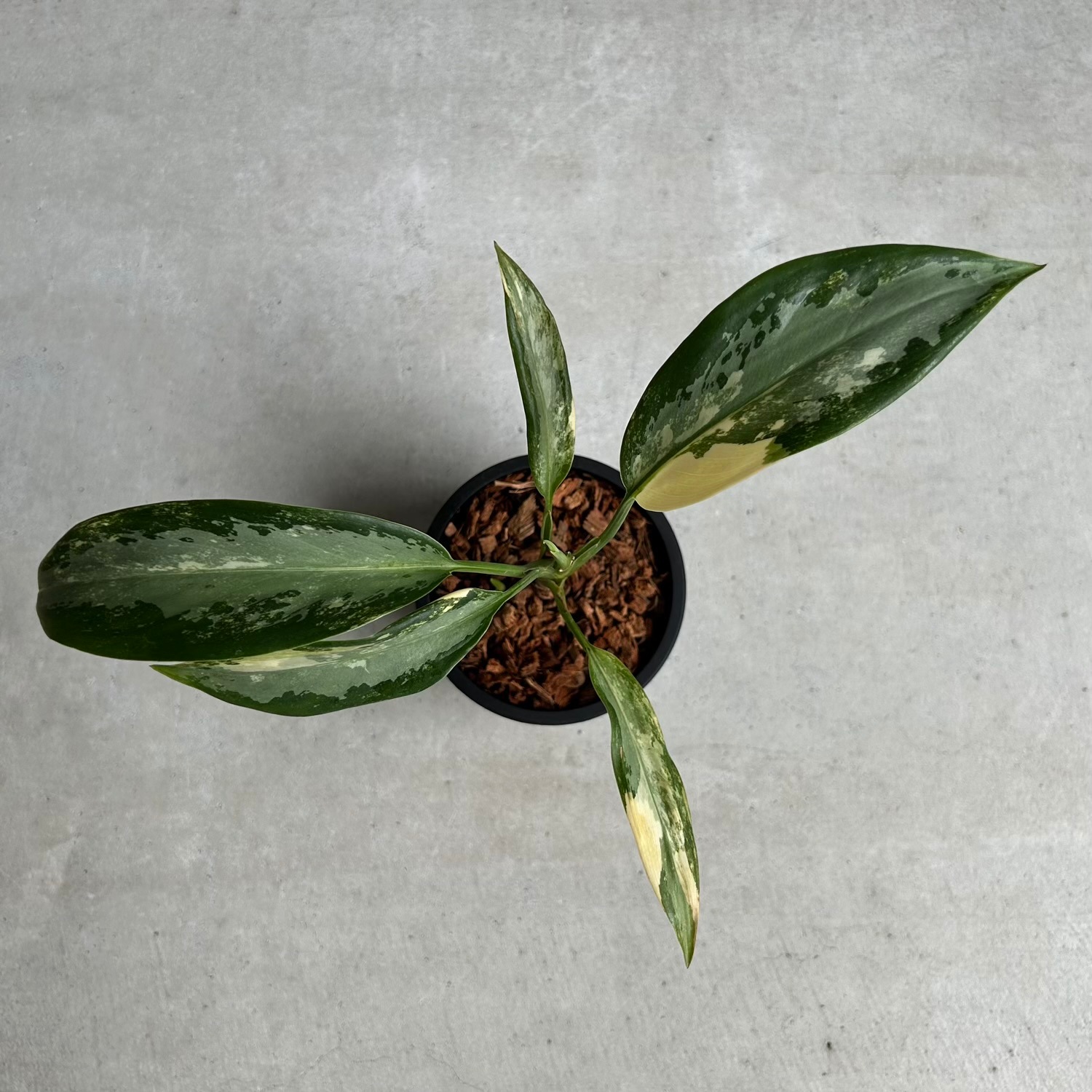 アグラオネマ スワンナプーム｜Unyamanee Garden作出の希少斑入り品種
