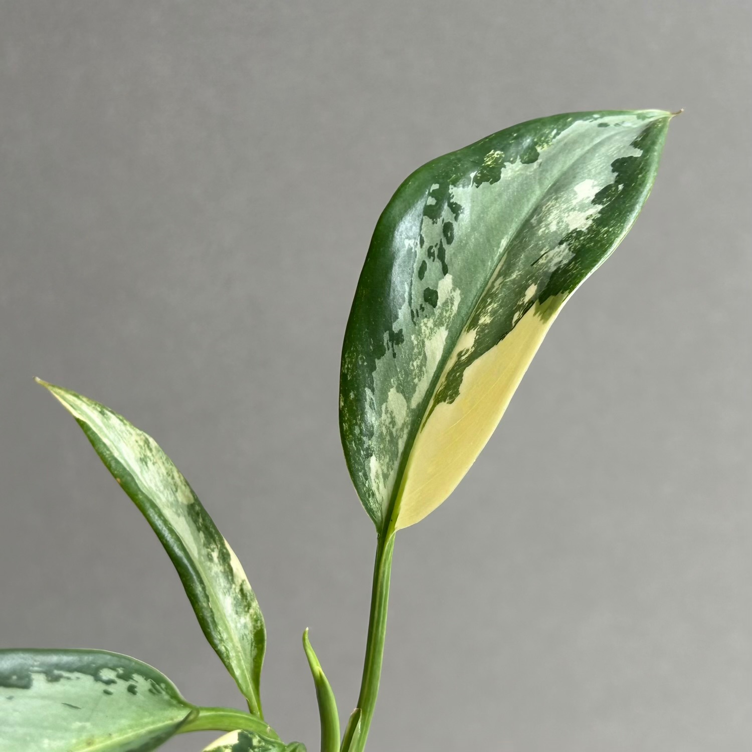 アグラオネマ スワンナプーム｜Unyamanee Garden作出の希少斑入り品種