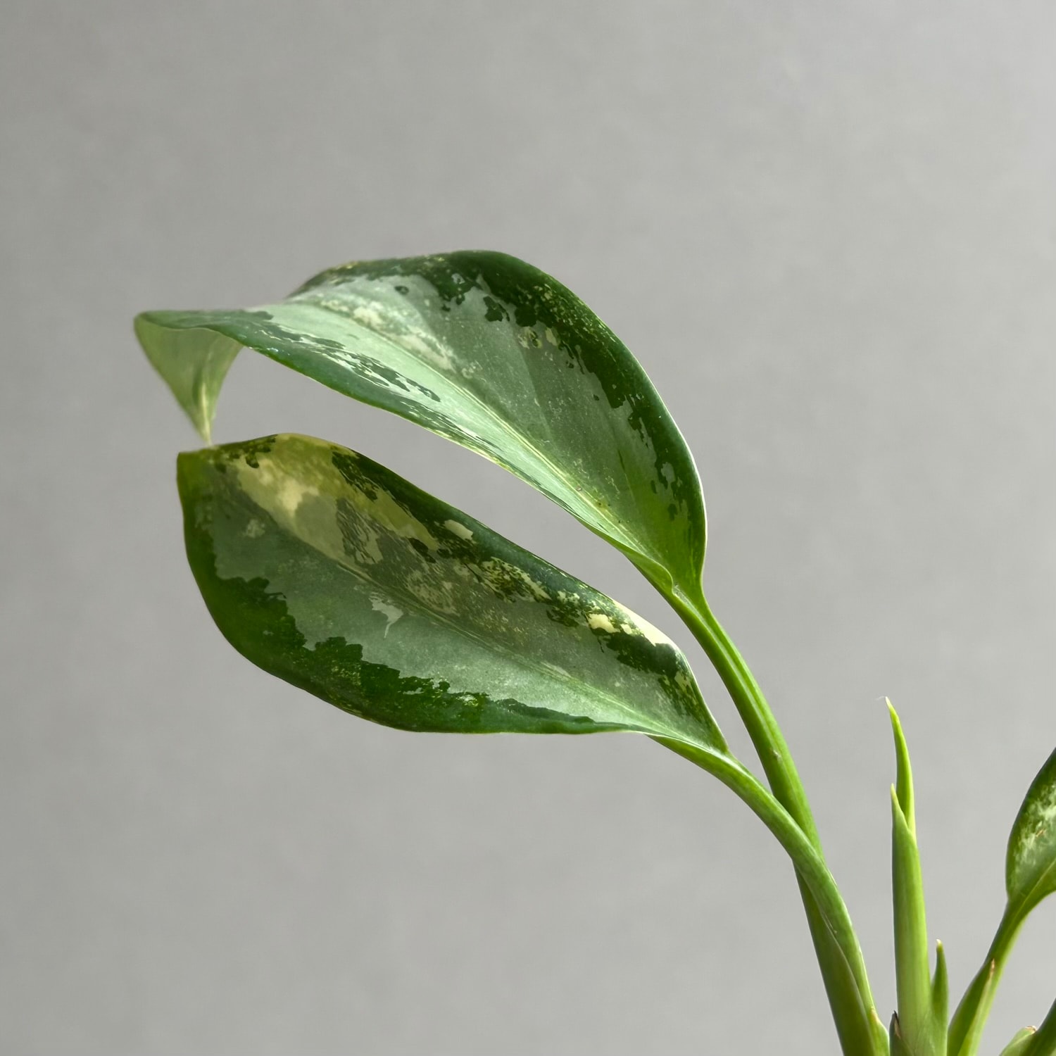 アグラオネマ スワンナプーム｜Unyamanee Garden作出の希少斑入り品種