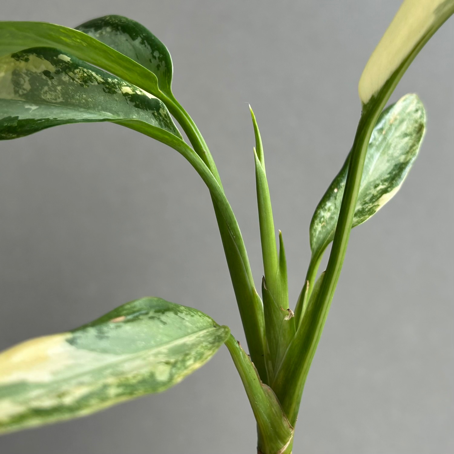 アグラオネマ スワンナプーム｜Unyamanee Garden作出の希少斑入り品種