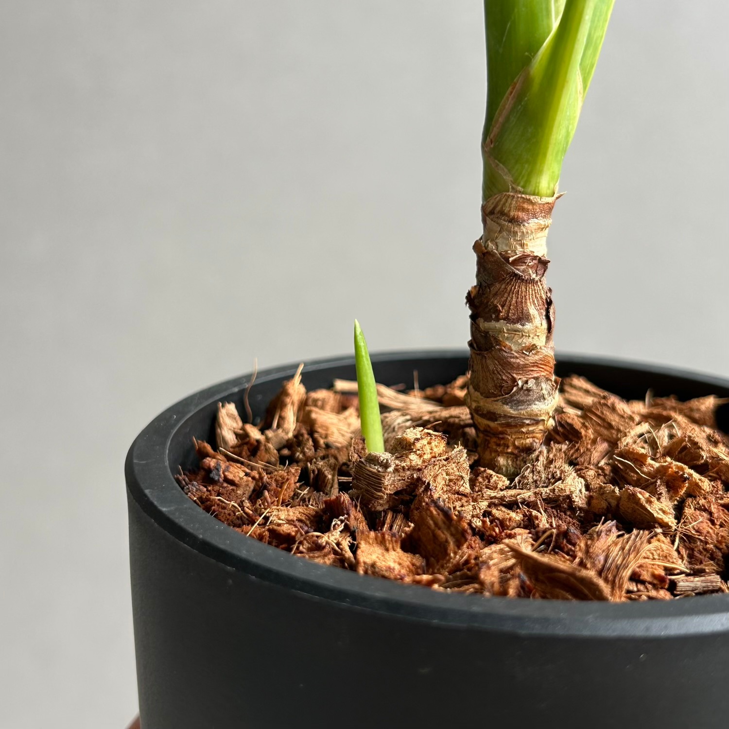 アグラオネマ　スワンナプーム アグラオネマ スワンナプーム｜Unyamanee Garden作出の希少斑入り品種